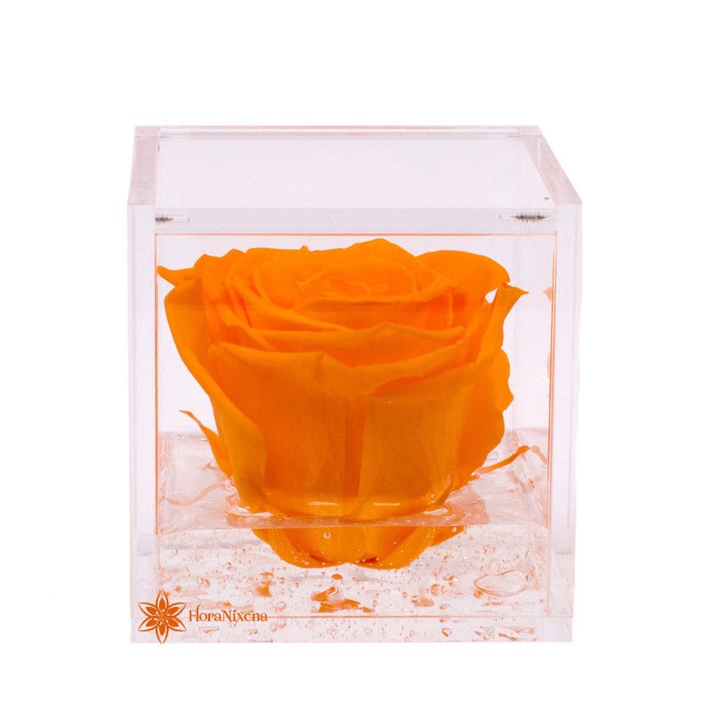 Rosa estabilizadas naranja