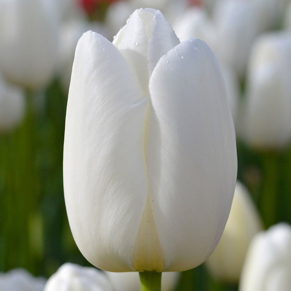 Bulbi tulipano bianco vendita