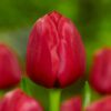 Tulipano rosso - ile de france