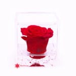 preserved-red-rose
