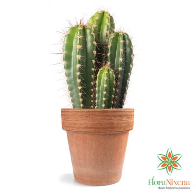 Cactus - Succulent plant