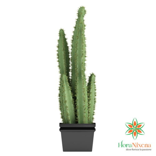 columnar cactus