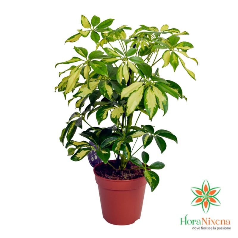 Pianta di Schefflera arboricola variegata in vaso marrone, con foglie verdi e gialle disposte a raggiera, firmata FloraNixena