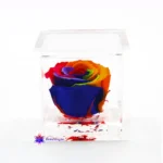 Rosa stabilizzata multicolore
