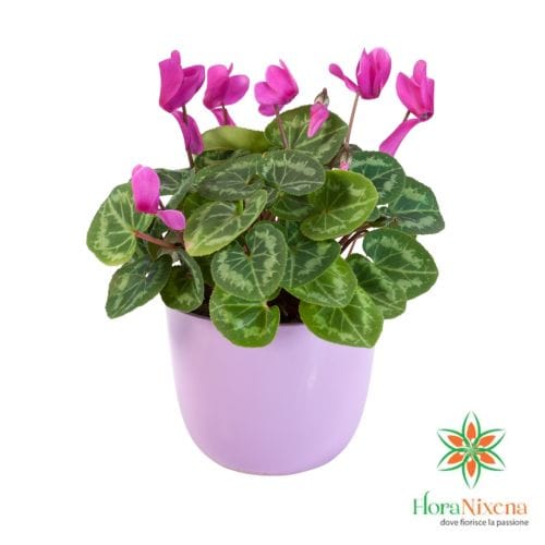 Ciclamino fucsia in vaso decorativo, ideale per interni ed esterni, disponibile con consegna a domicilio