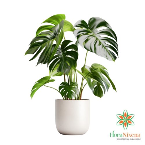 Monstera Deliciosa – Pianta da Appartamento