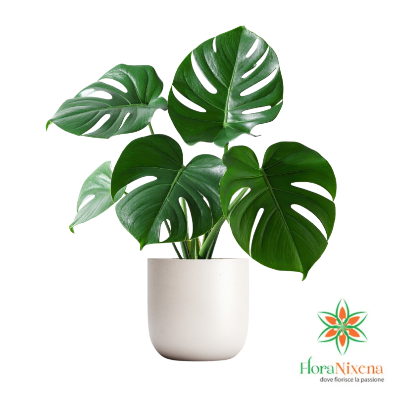 “Monstera Deliciosa grande in vaso – pianta da appartamento con foglie verdi e forate” in pronta consegna Monstera Deliciosa grande in vaso, pianta da appartamento con foglie verdi e forate, in pronta consegna.