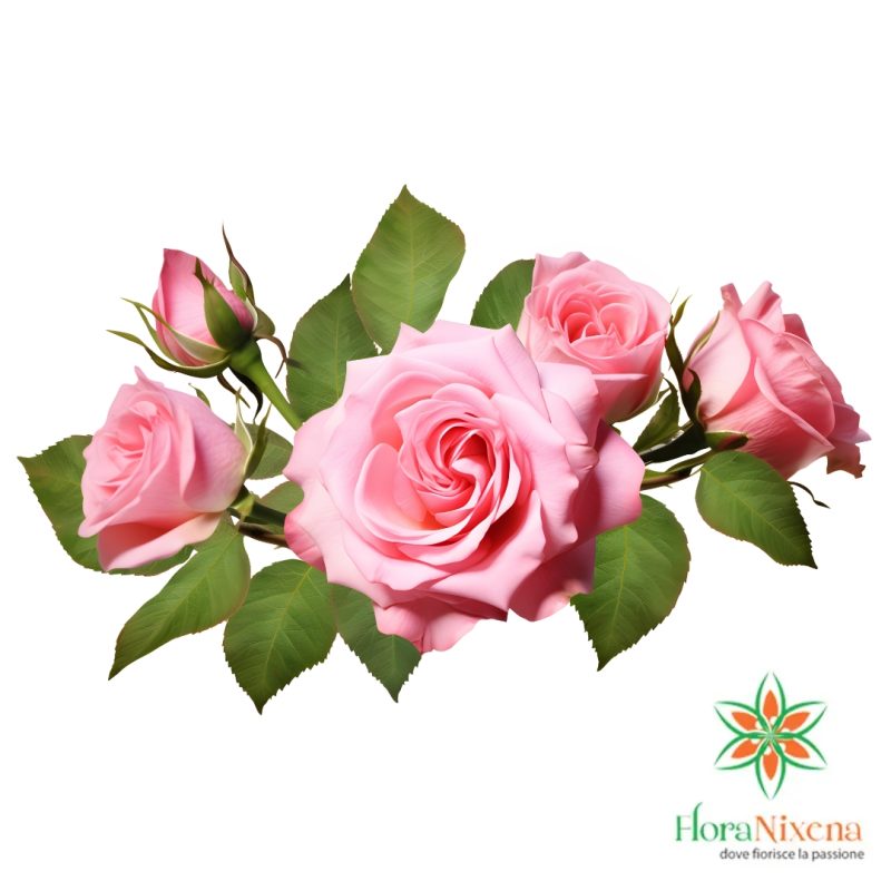 Rose rosa a scelta Rose fucsia a scelta su sfondo bianco, ideale per regali romantici o decorazioni eleganti.
